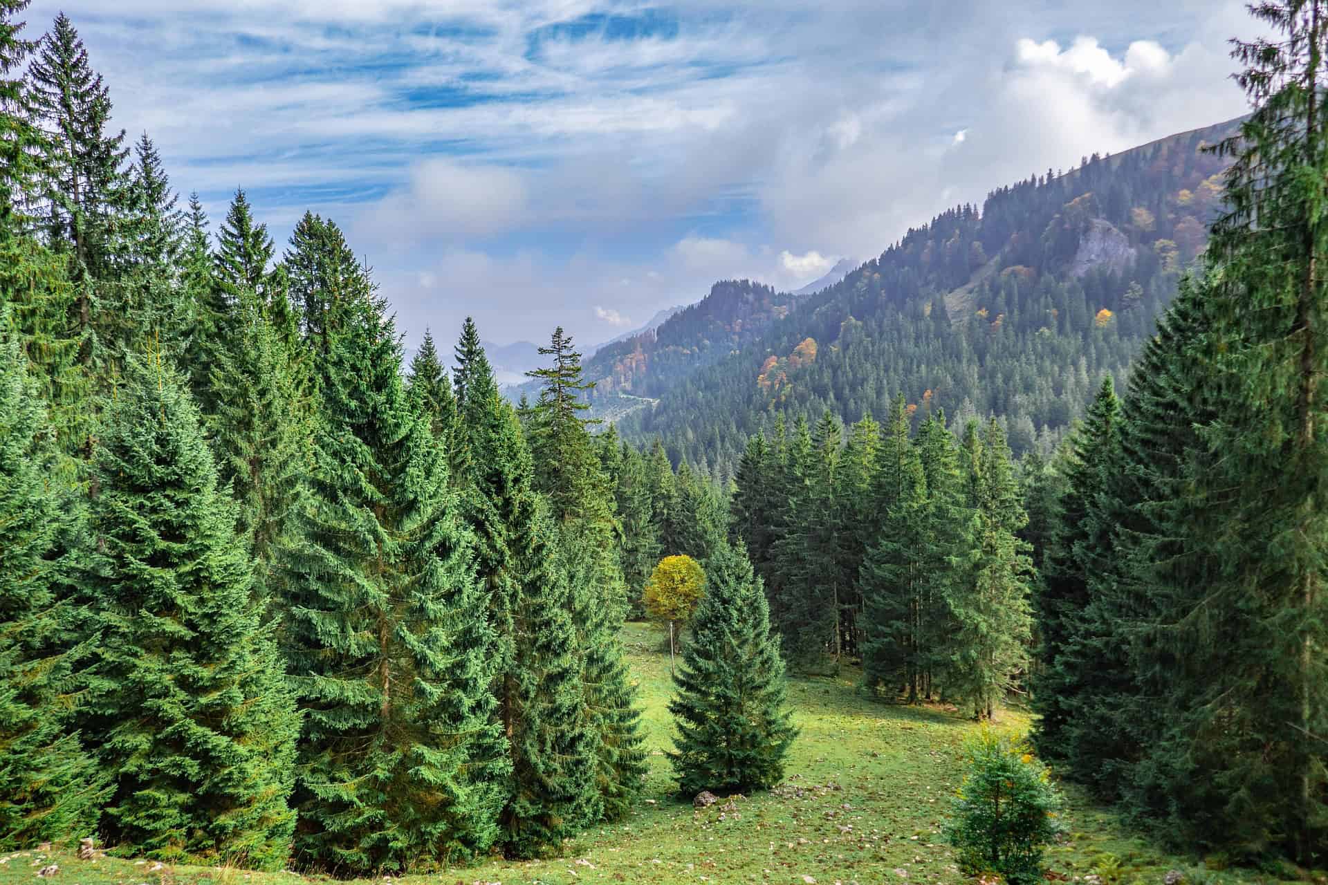 Hier sieht man eine Aussicht auf einen Wald und auf Berge